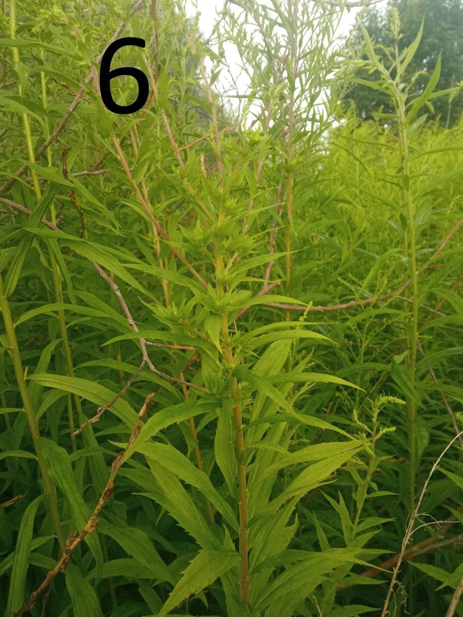 Help identify a wild plant 6