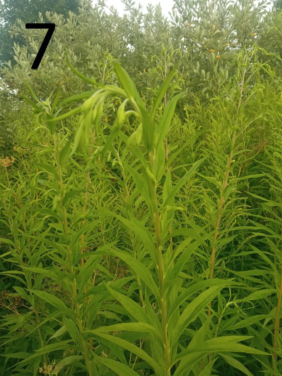 Help identify a wild plant 7