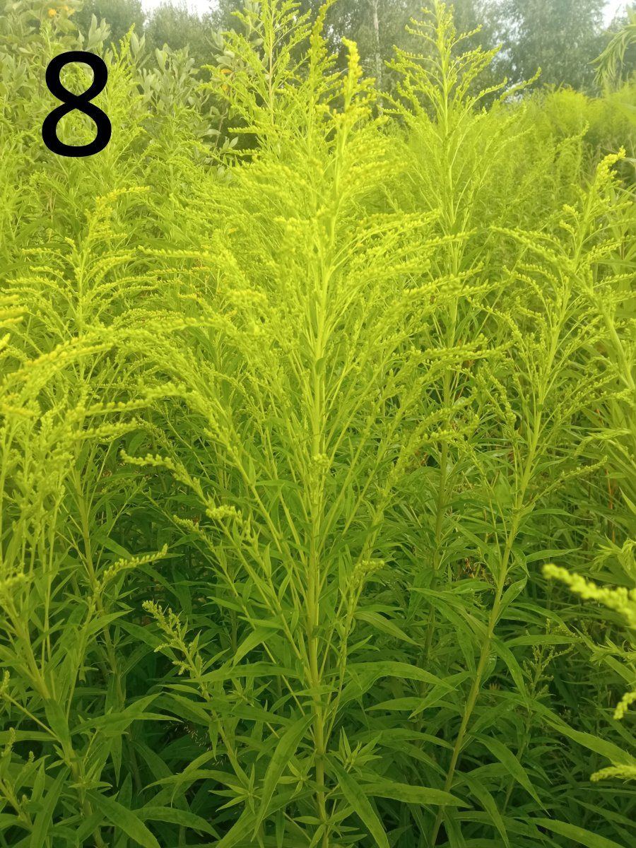Help identify a wild plant 8