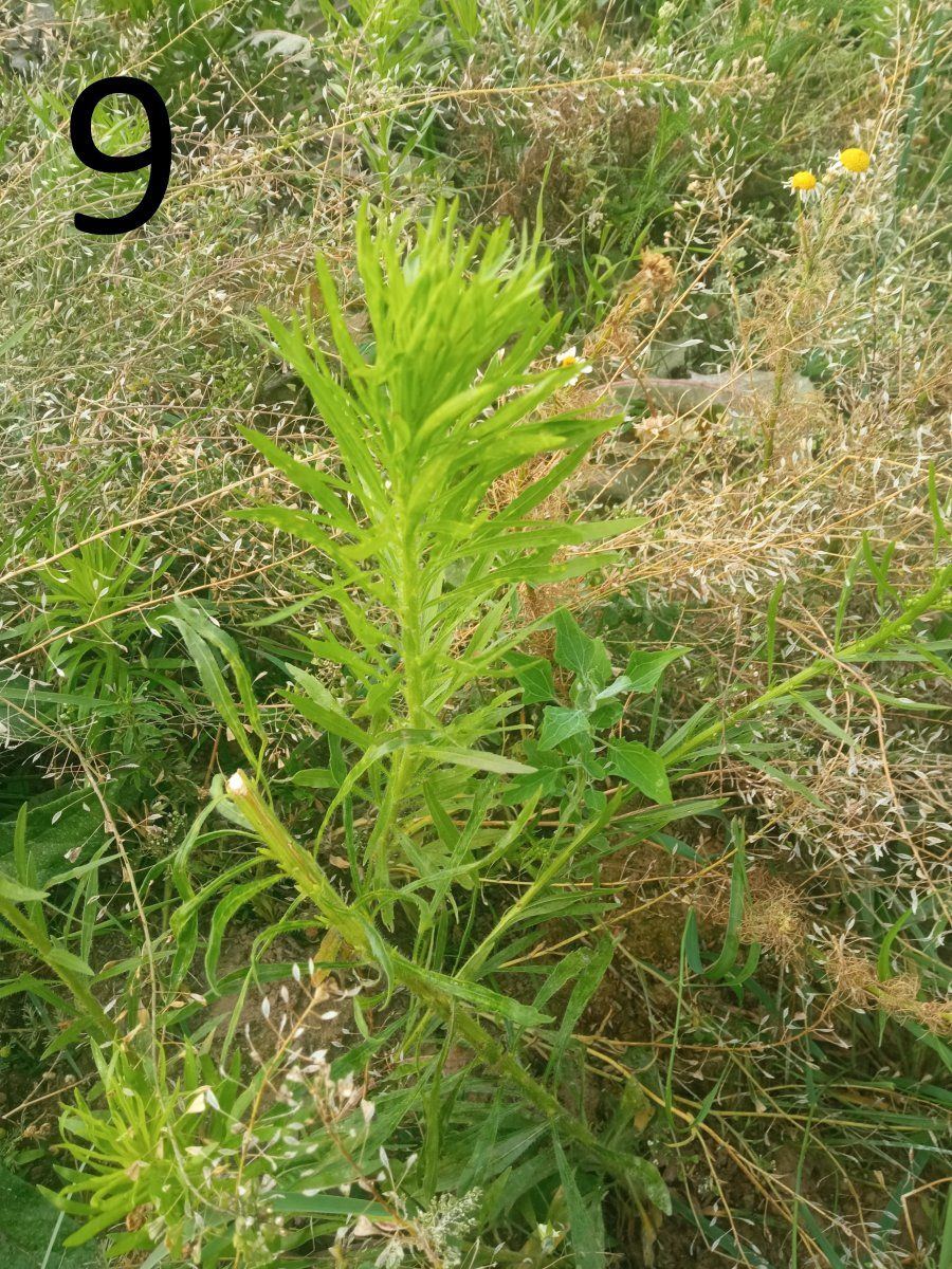 Help identify a wild plant 9