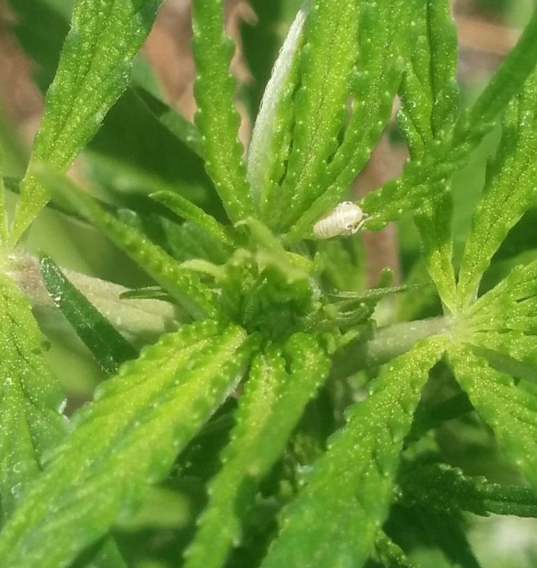 Help identify bug 3