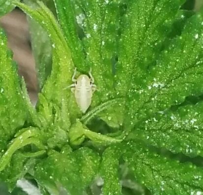 Help identify bug 4