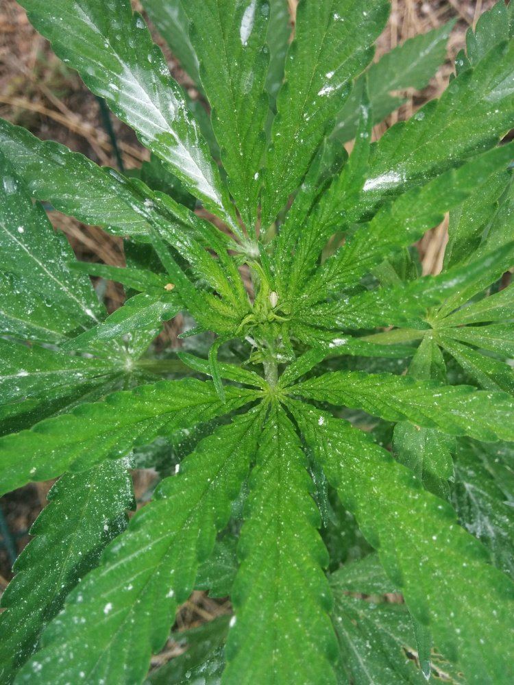 Help identify bug 6