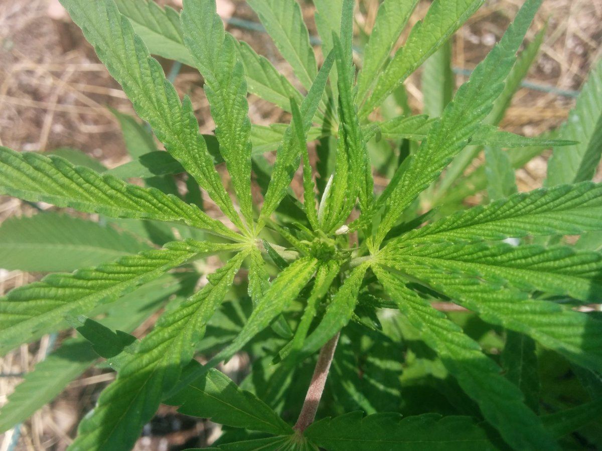 Help identify bug 7