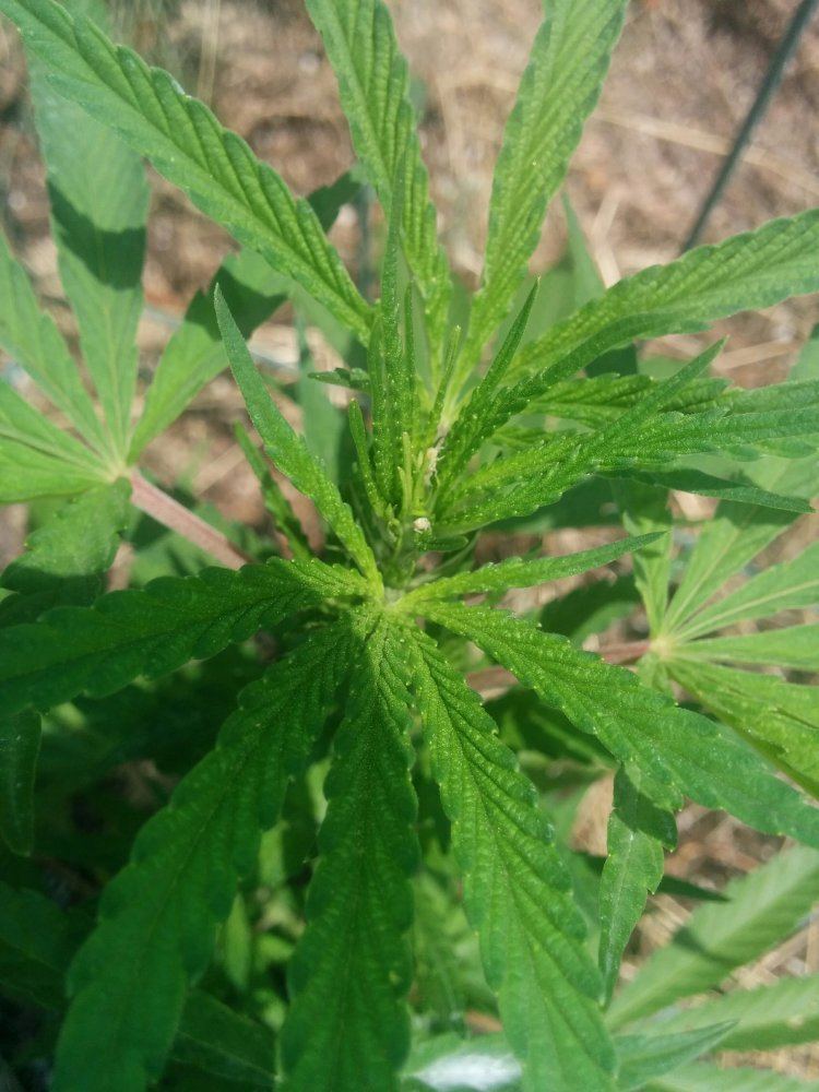 Help identify bug 8