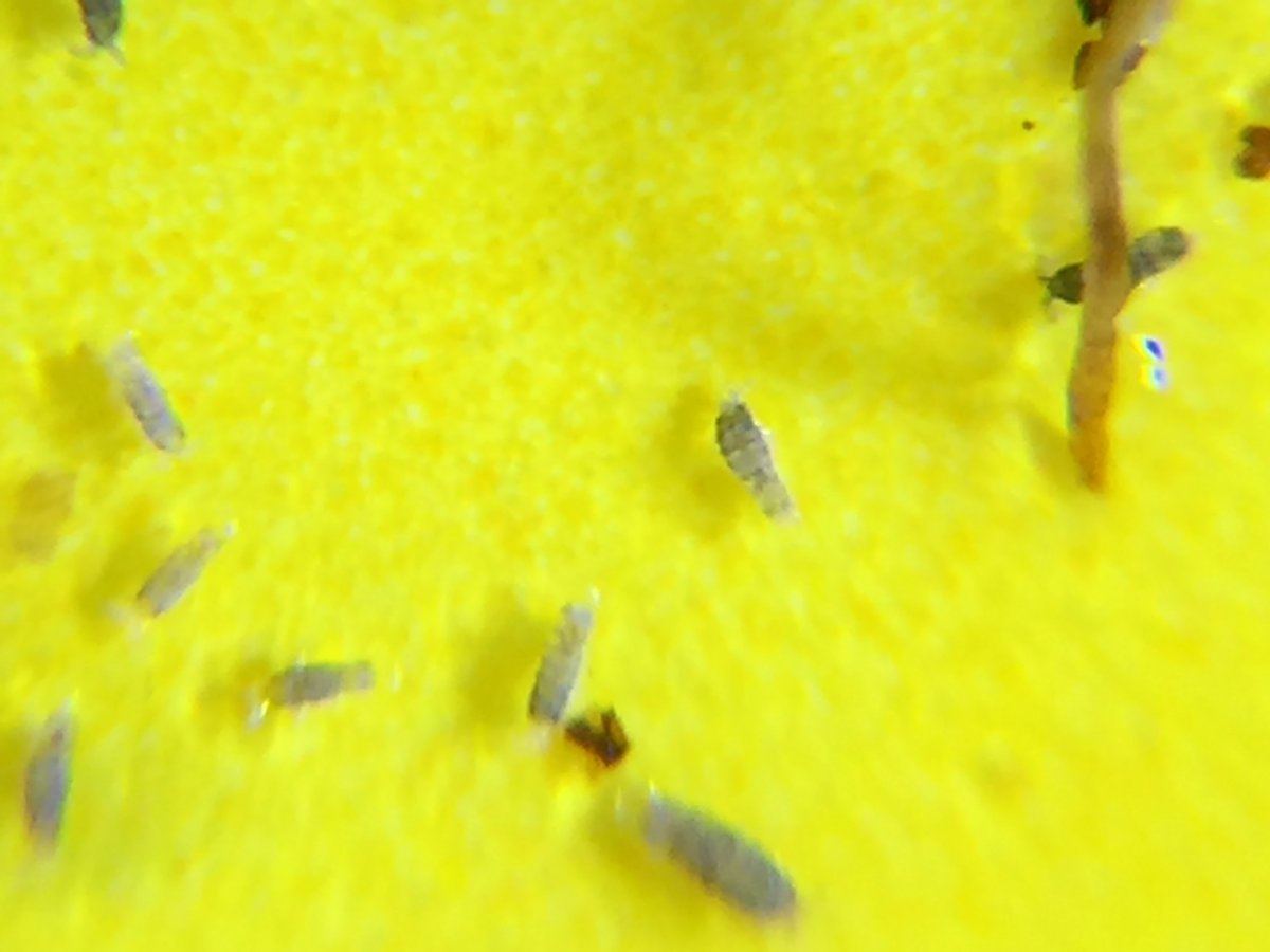 Help identify larvae plz 2