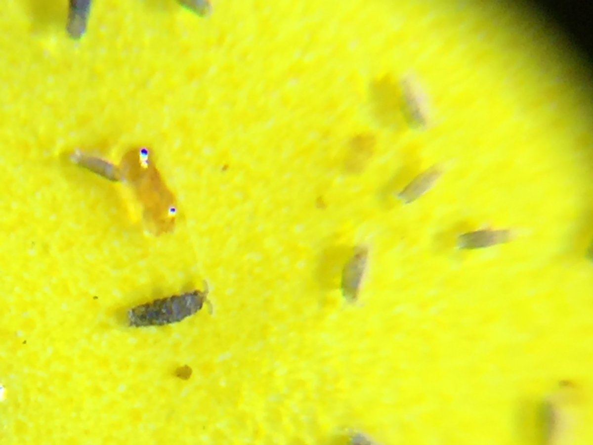 Help identify larvae plz 3