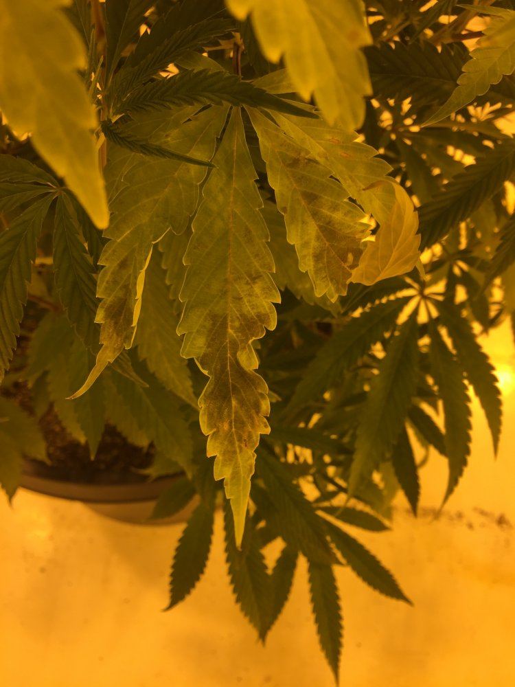 Help identify larvae plz