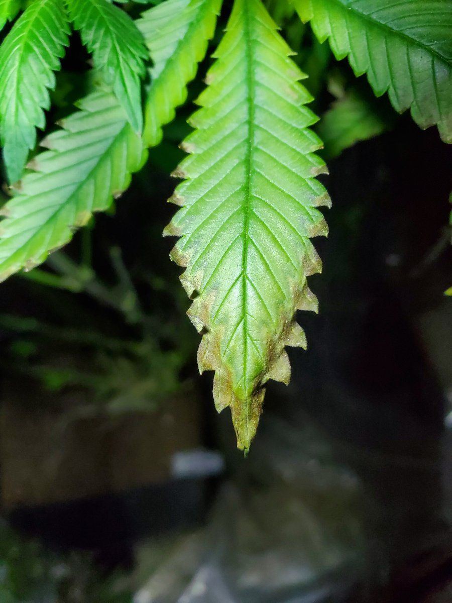 Help identify me whats wrong with my plant 2