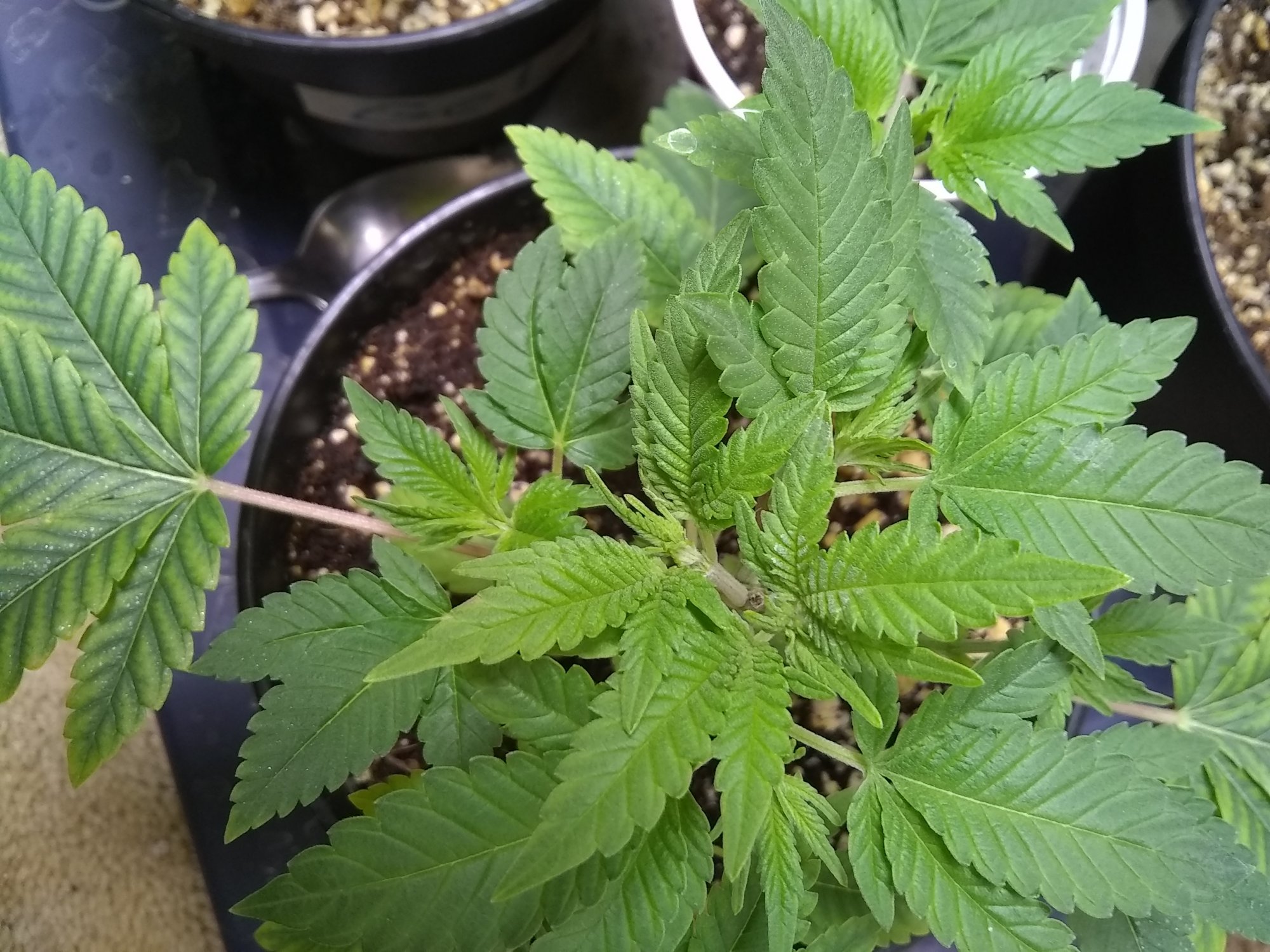 Help identify my nute deficiencyplease the little white dots are from a very weak foliar feed  2