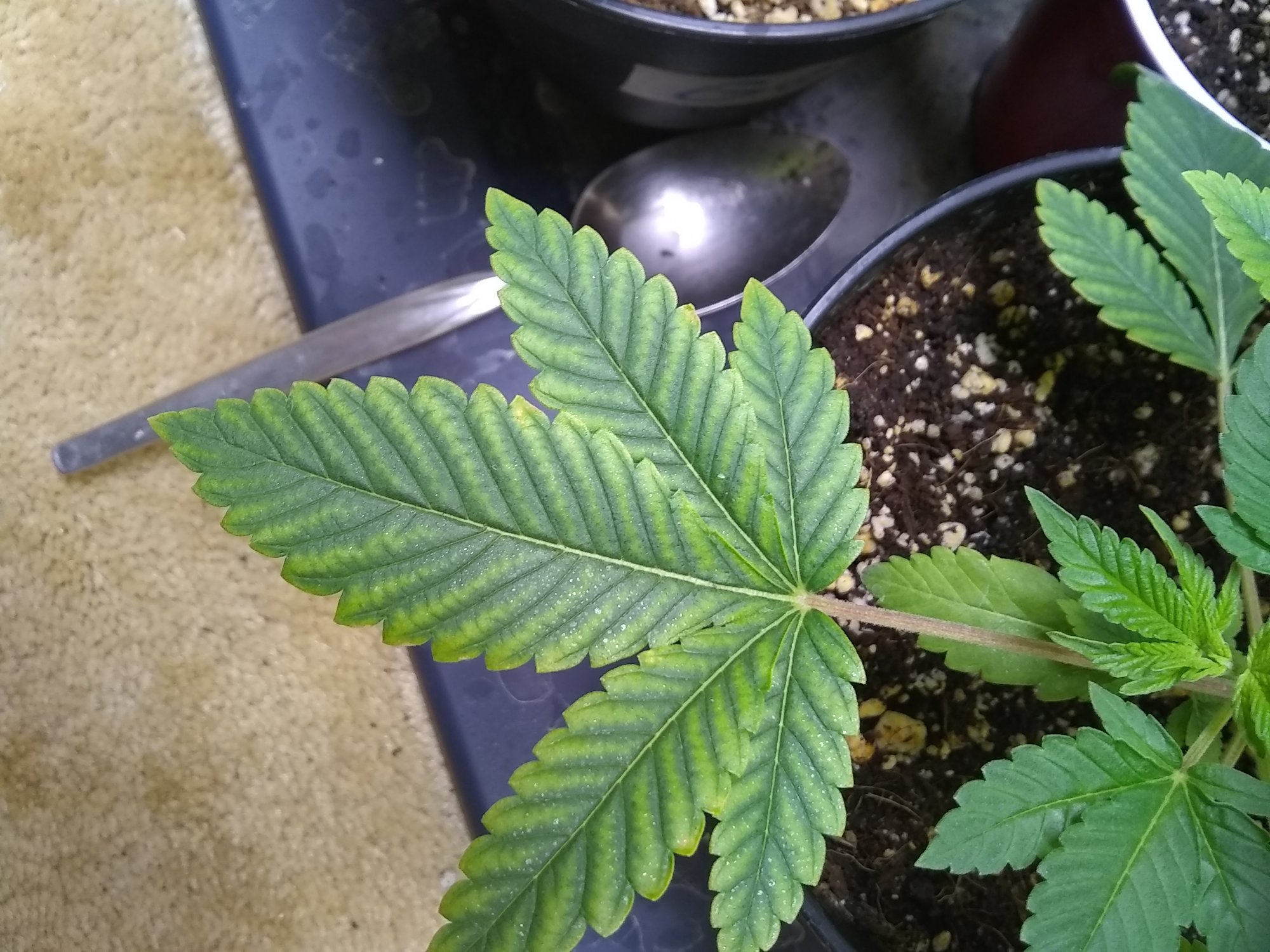 Help identify my nute deficiencyplease the little white dots are from a very weak foliar feed 