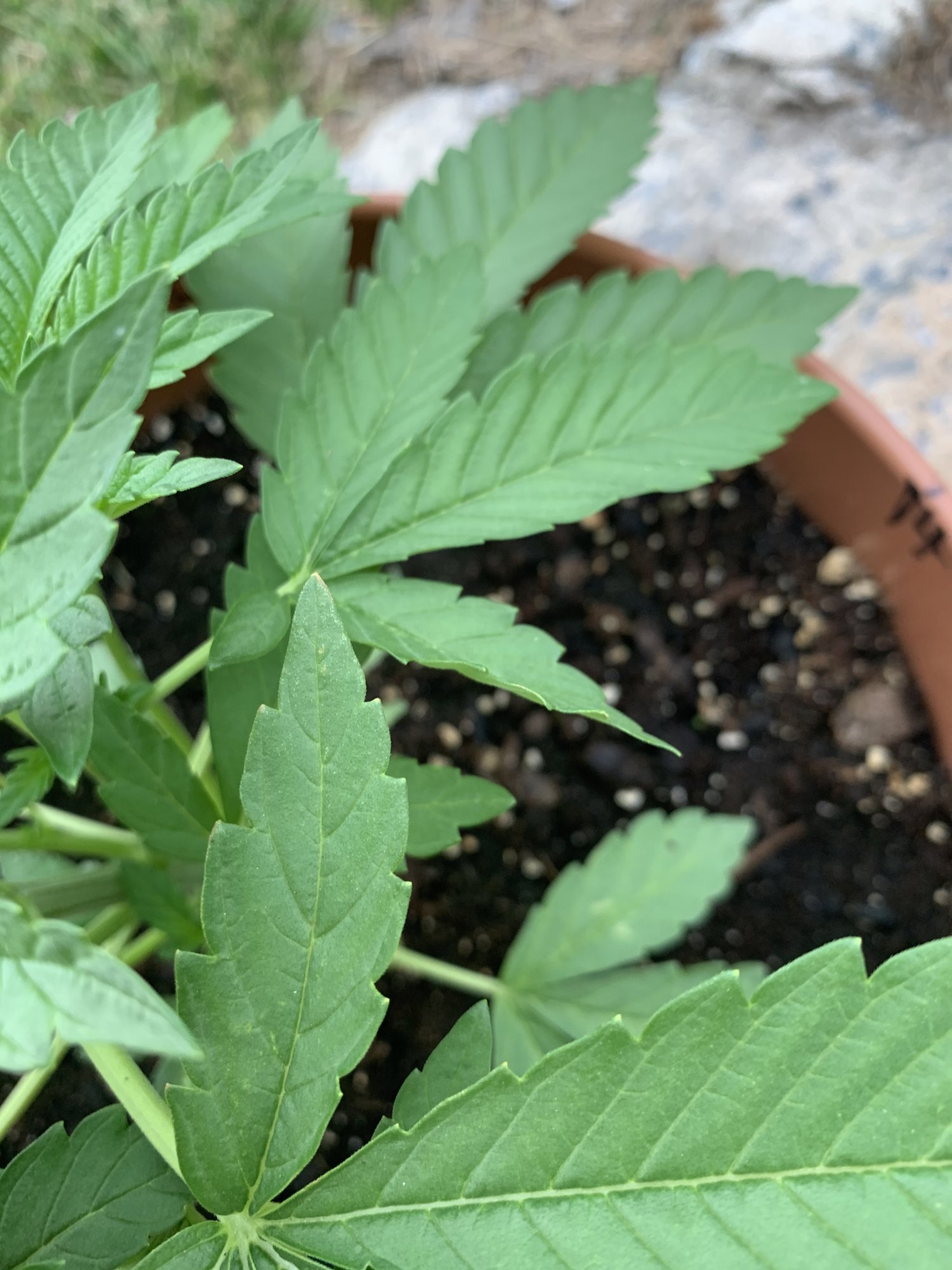 Help identify problem 5 weeks old 3