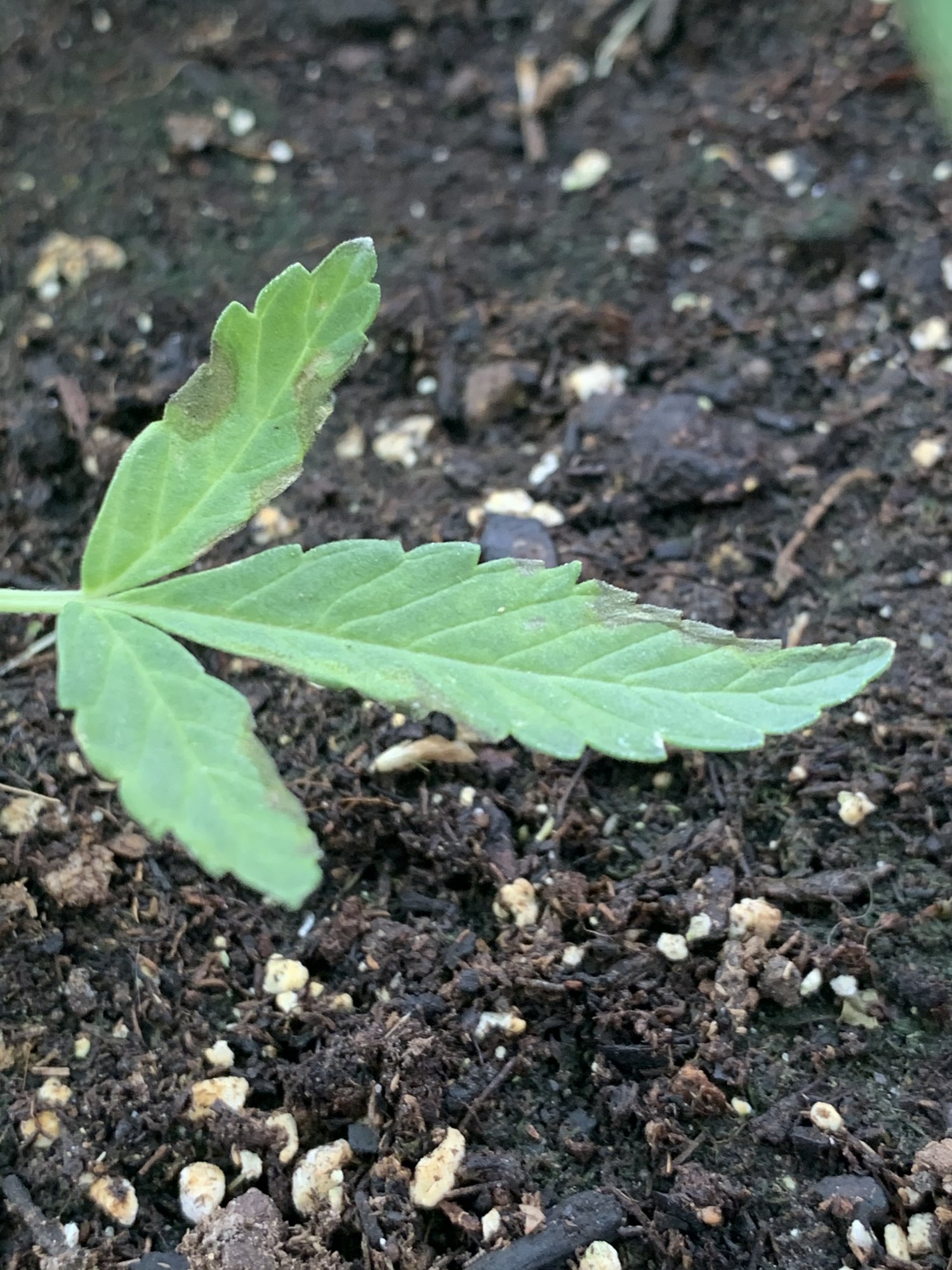 Help identify problem 5 weeks old 4