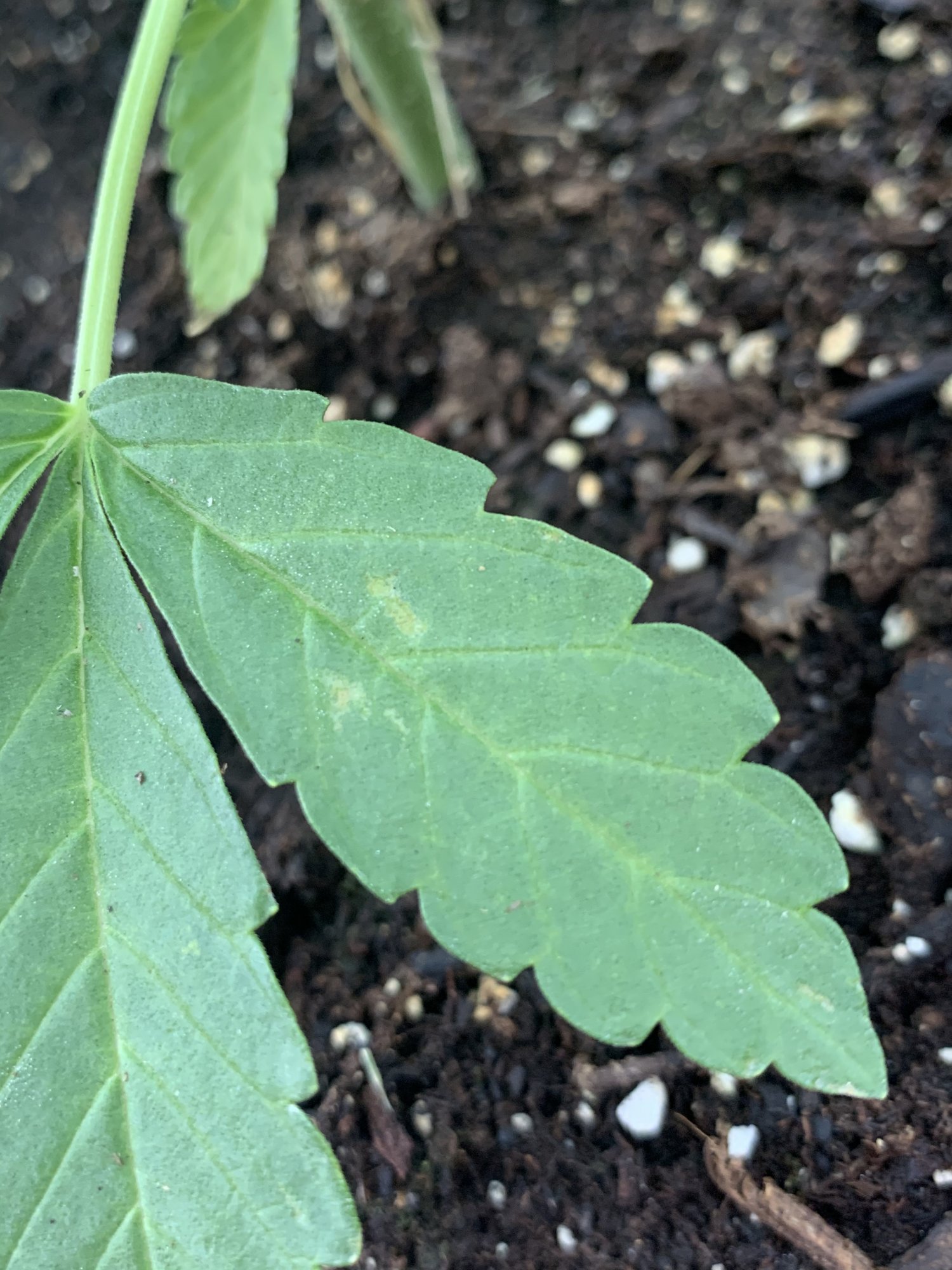 Help identify problem 5 weeks old 5