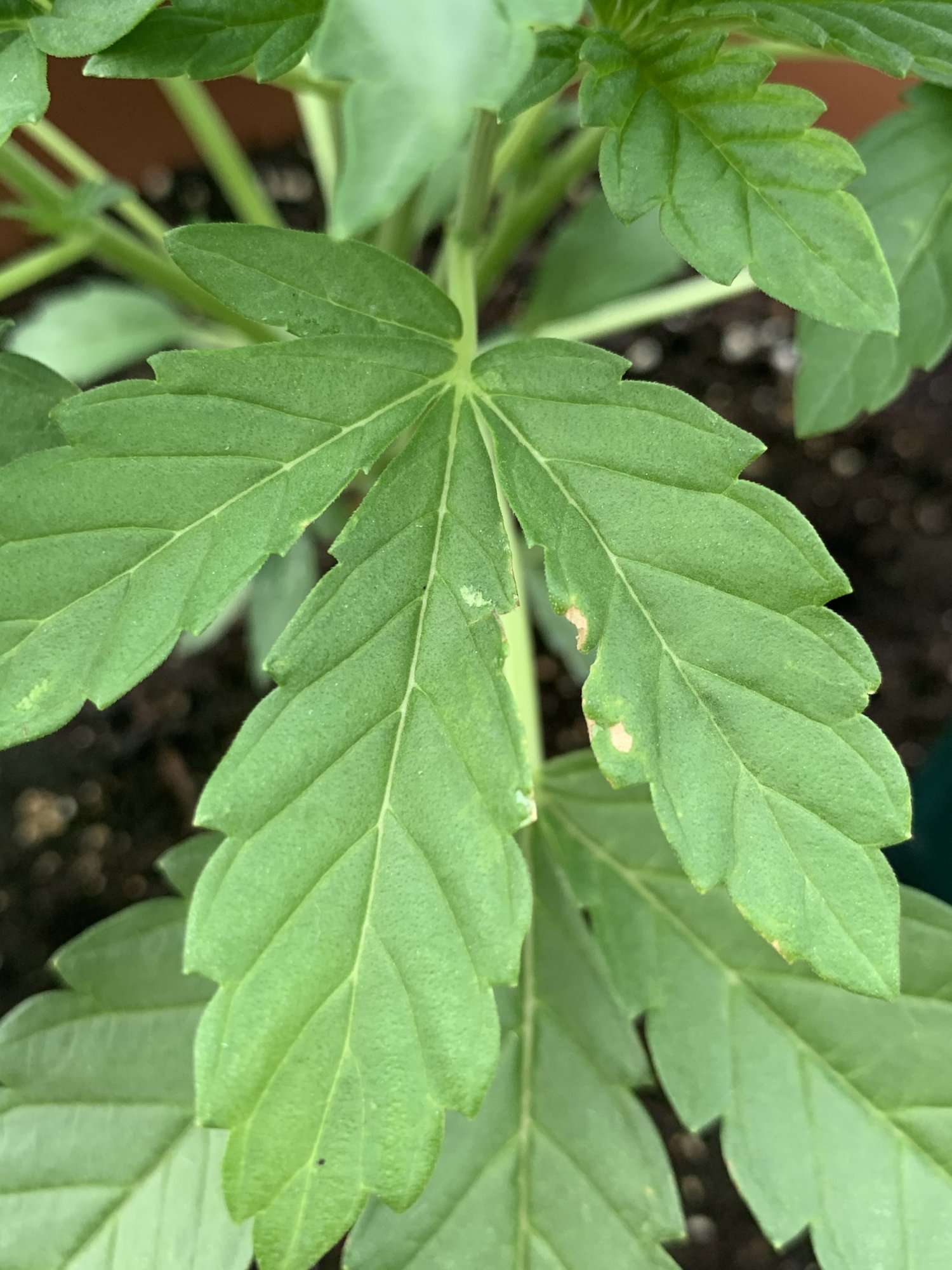 Help identify problem 5 weeks old 6