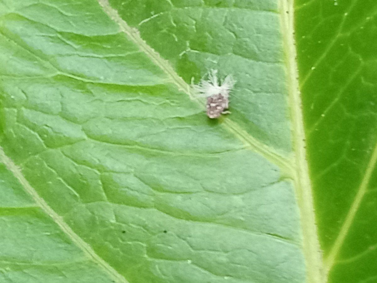 Help identify these pests please 2