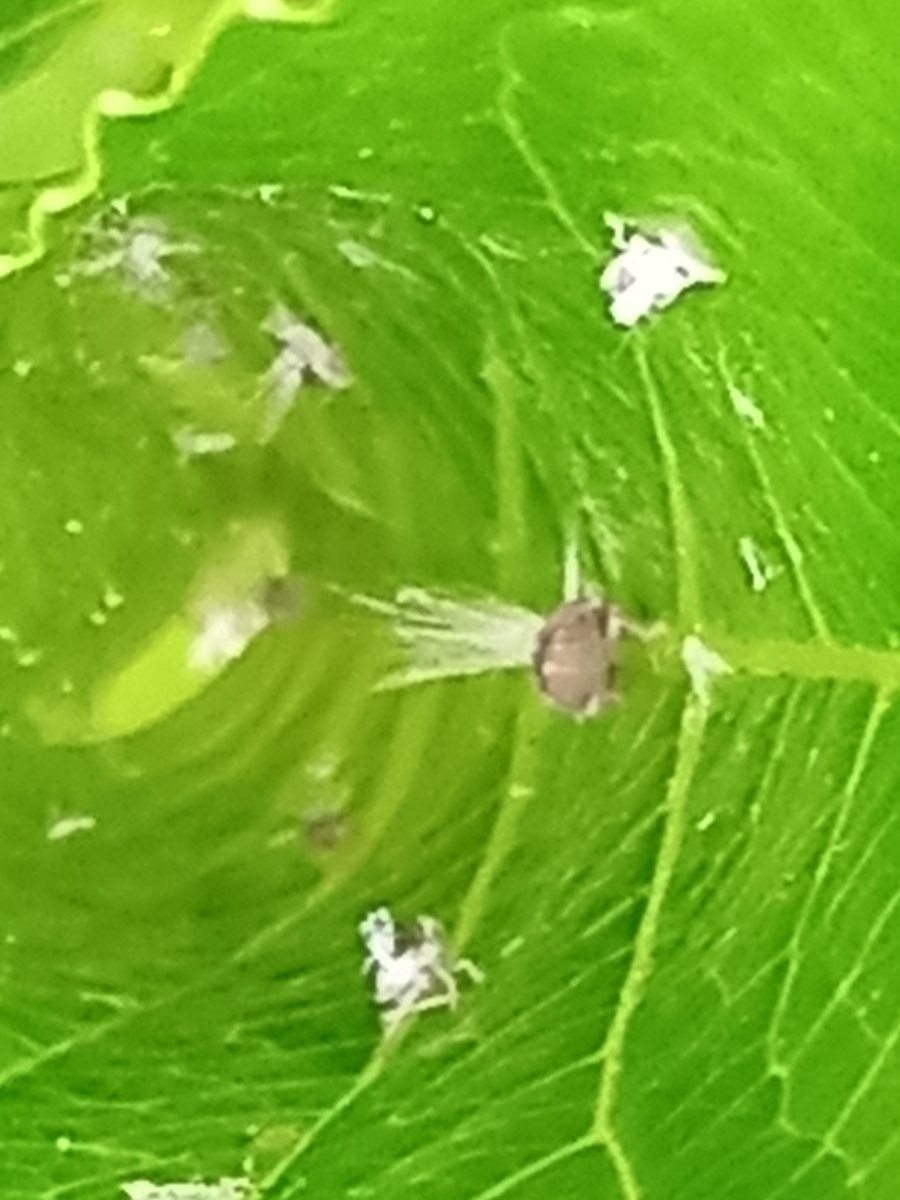 Help identify these pests please