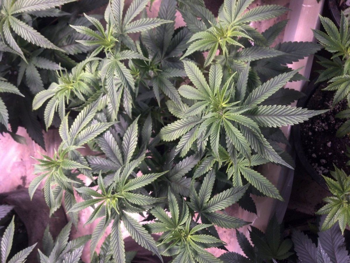 Help identify this deficiency please 2