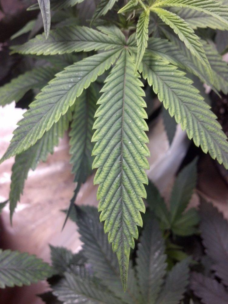 Help identify this deficiency please 3