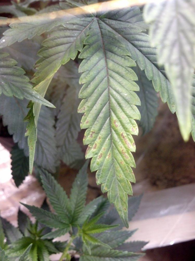 Help identify this deficiency please 4