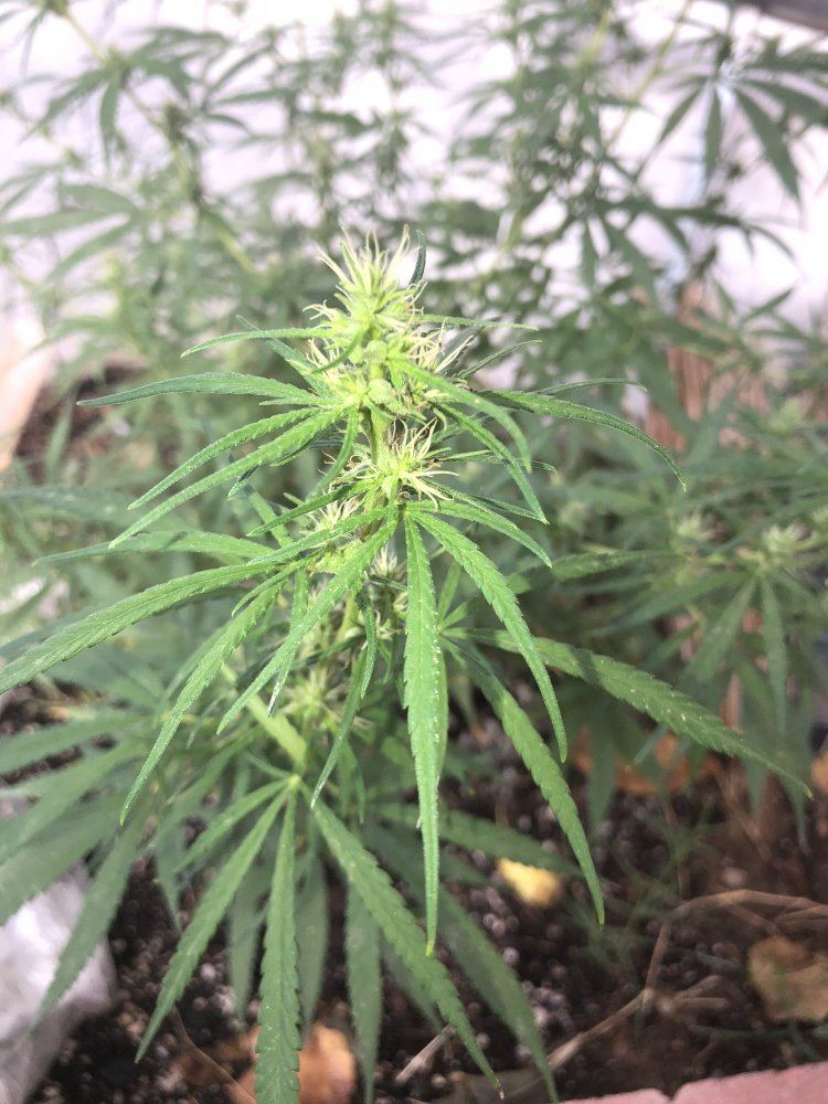 Help identify this strain 10
