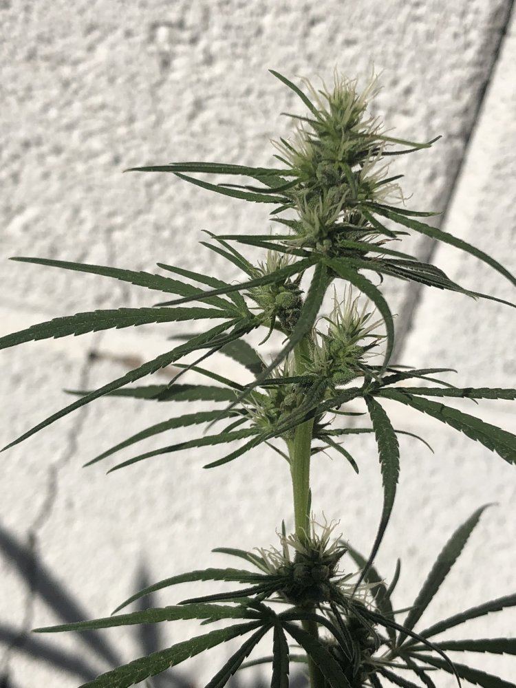 Help identify this strain 11