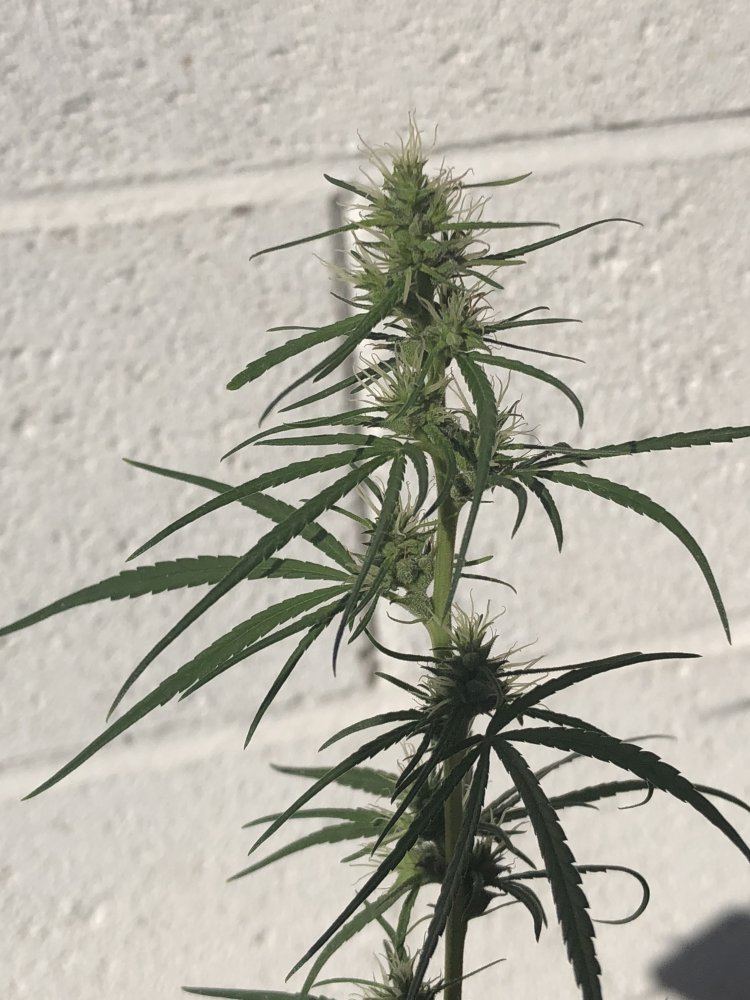 Help identify this strain 12