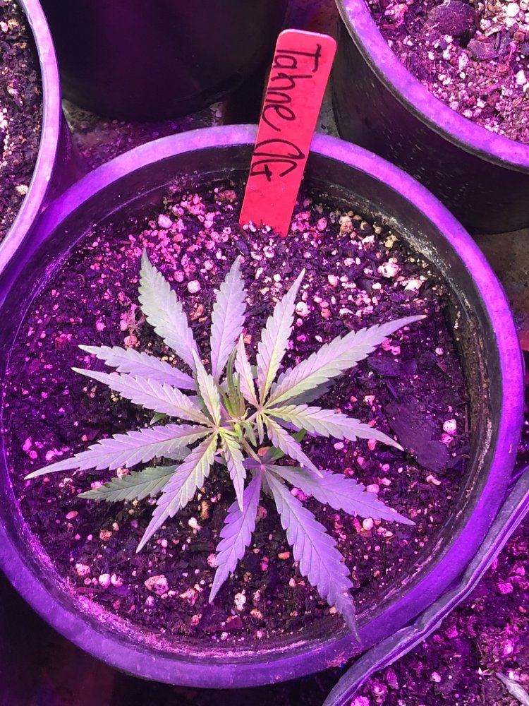 Help identify this strain 2