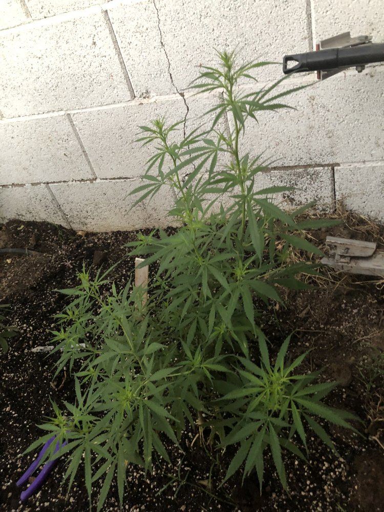 Help identify this strain 4
