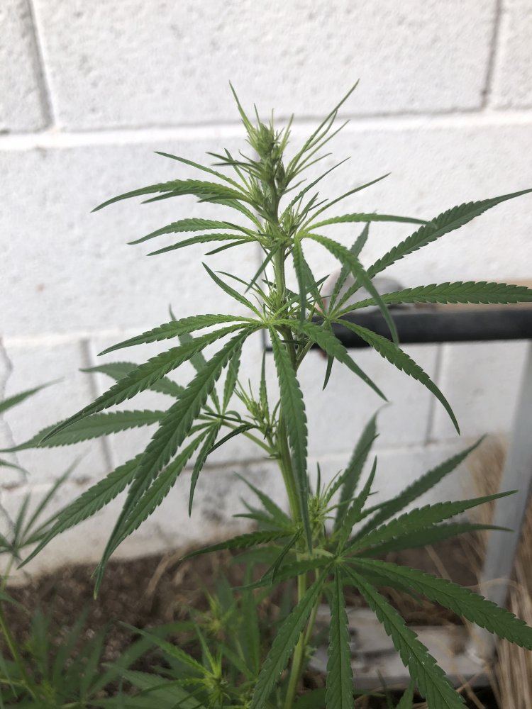 Help identify this strain 5