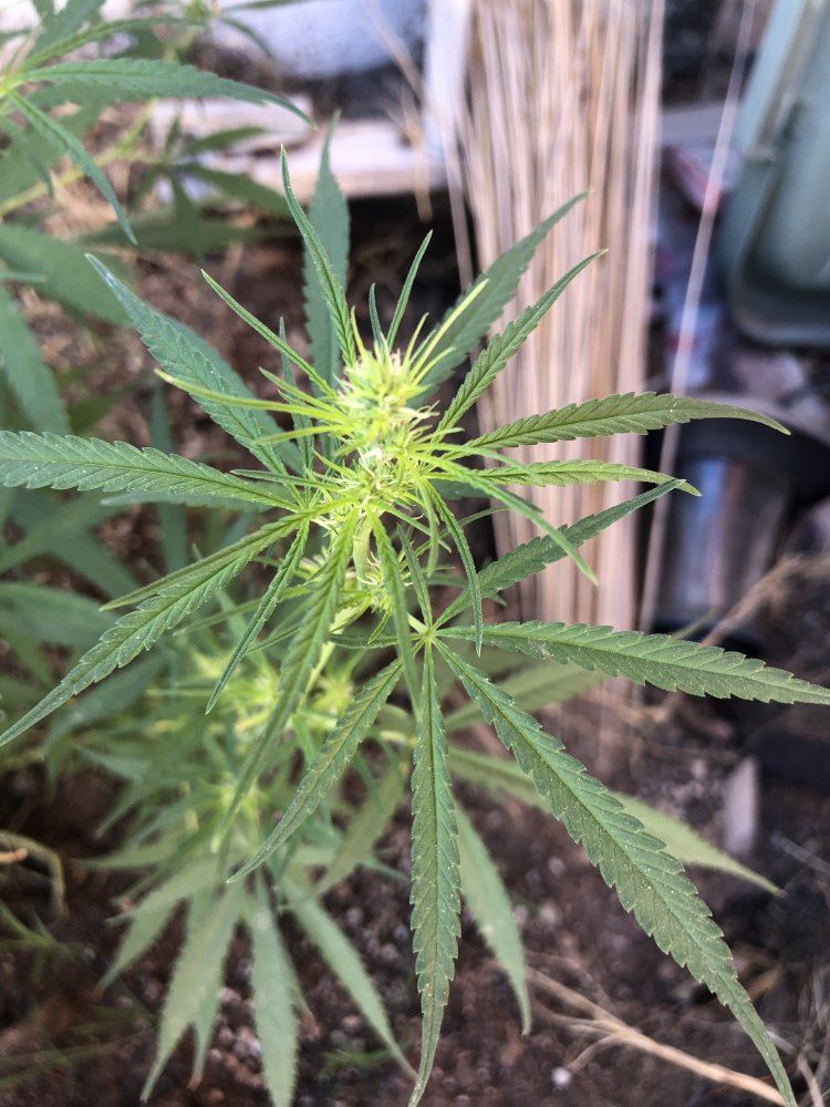 Help identify this strain 6