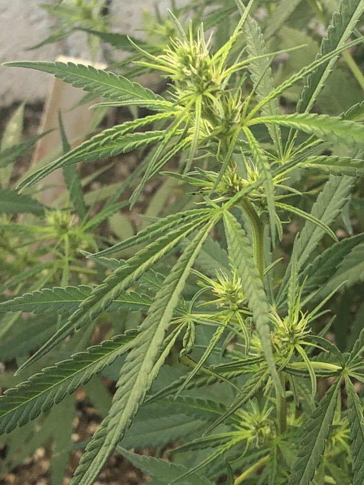 Help identify this strain 7