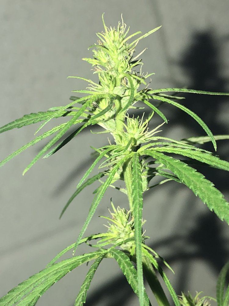 Help identify this strain 8