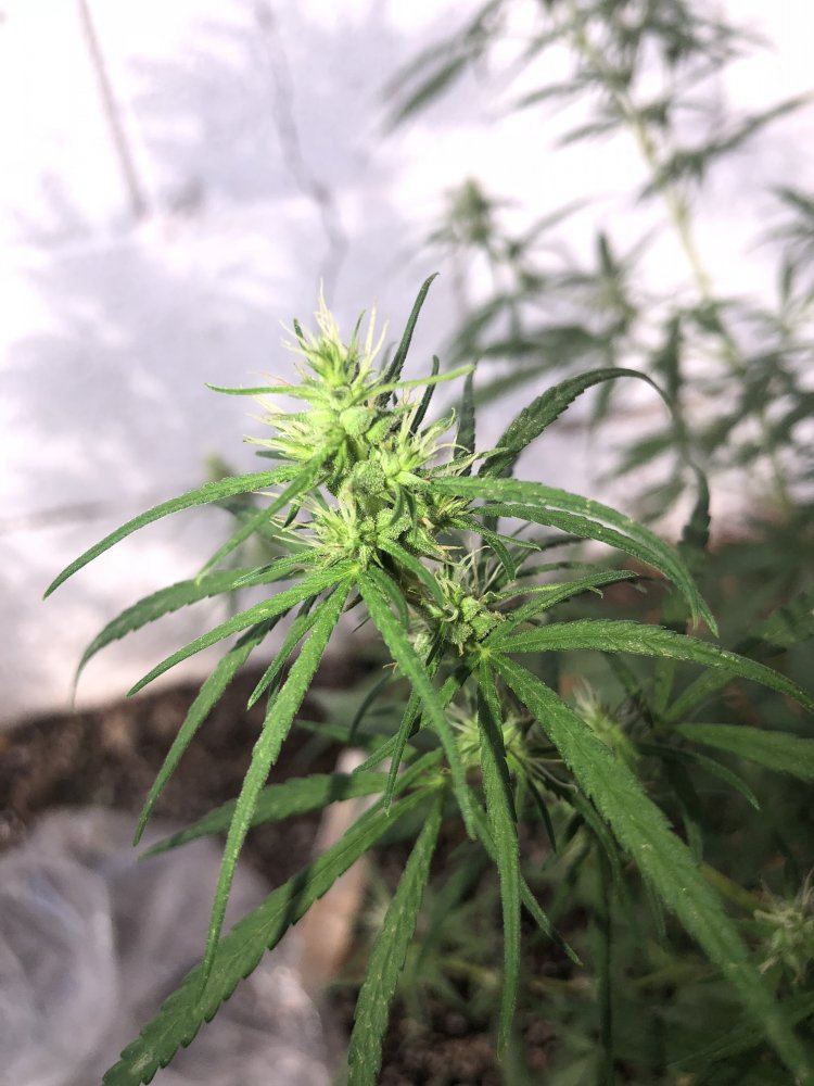 Help identify this strain 9
