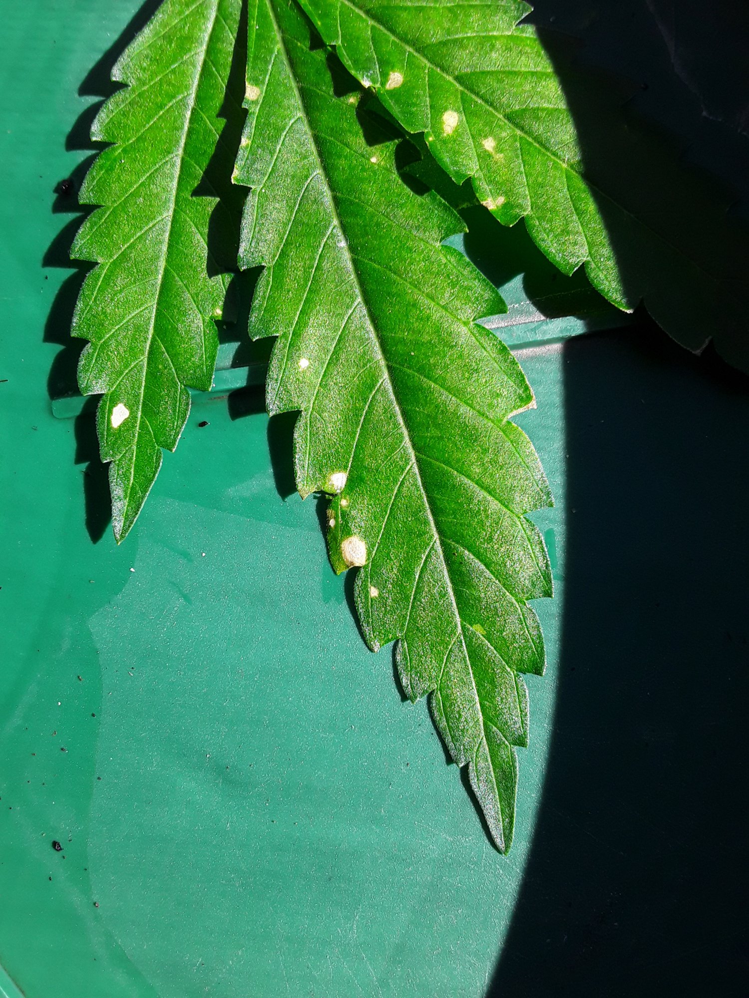 www.thcfarmer.com