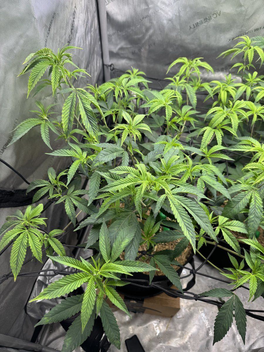 Help identify yellowing and drooping 3