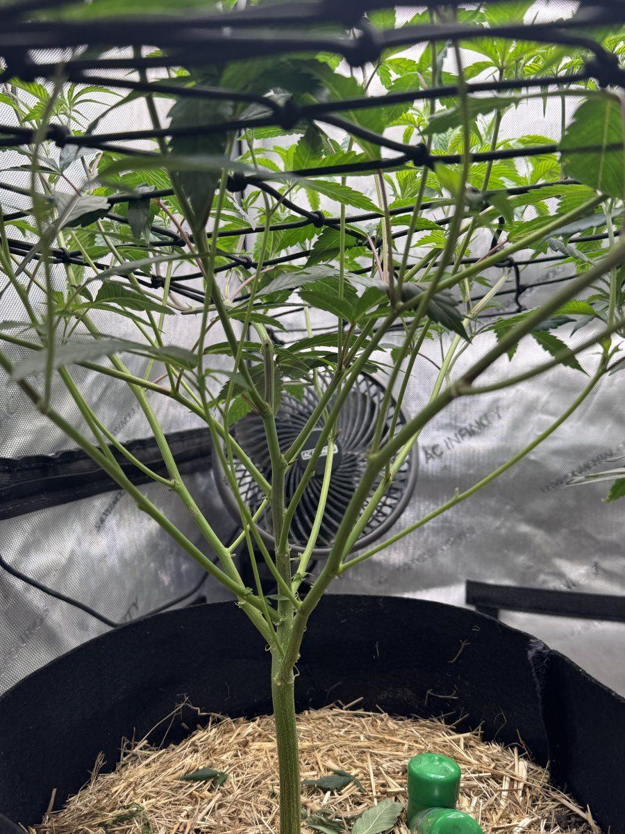 Help identify yellowing and drooping 4