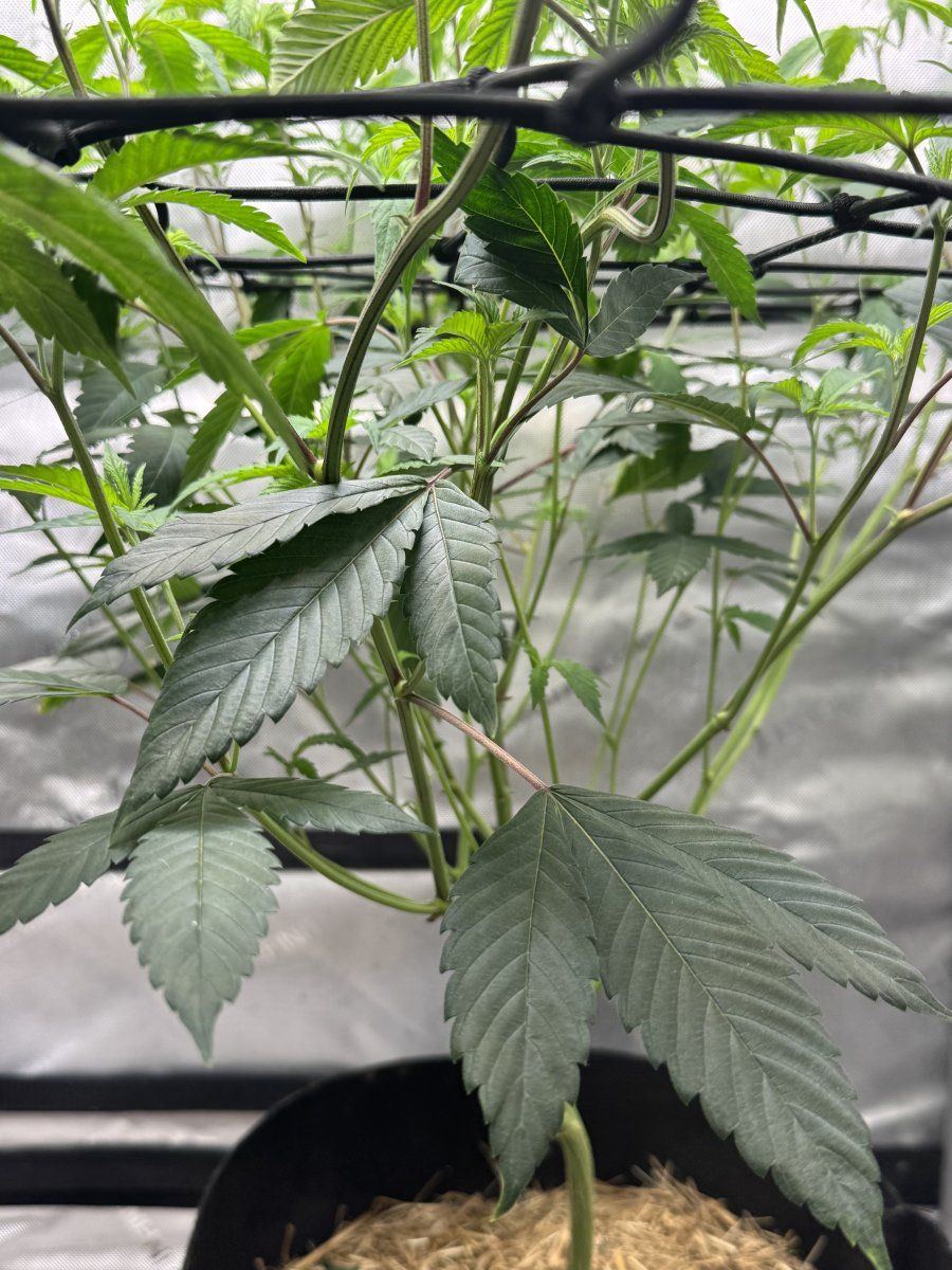 Help identify yellowing and drooping 5