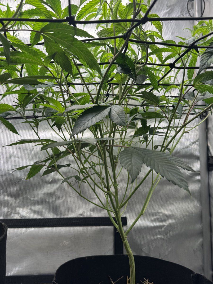 Help identify yellowing and drooping 6