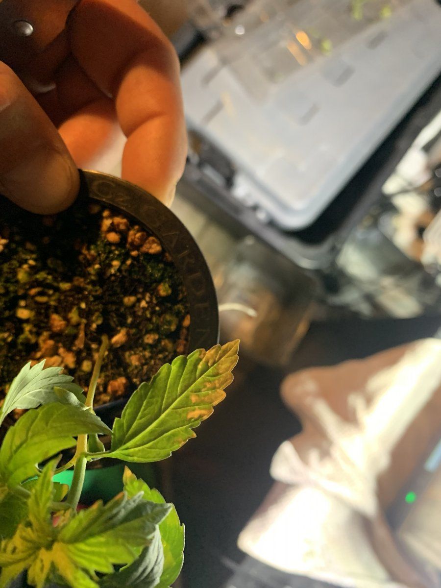 Help identifying leaf discoloration   first grow 2