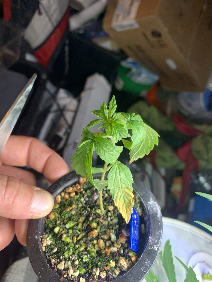 Help identifying leaf discoloration   first grow