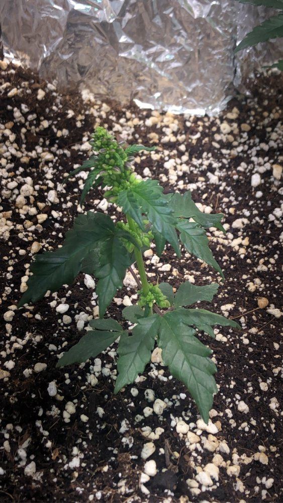 Help identifying my plant 2