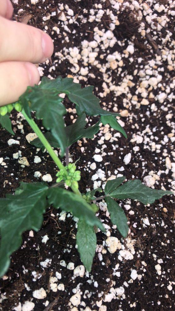 Help identifying my plant