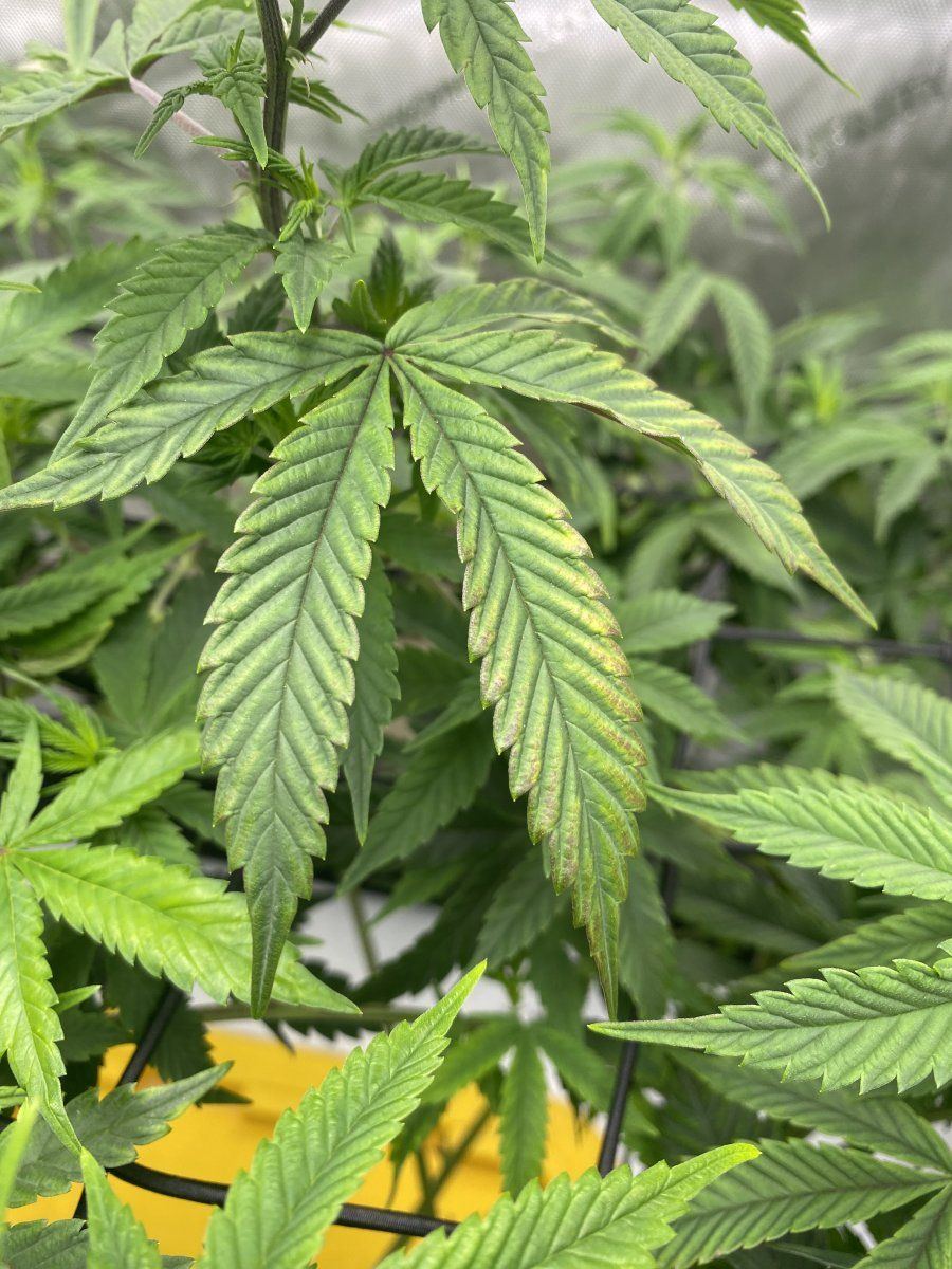Help identifying nute issue please 3