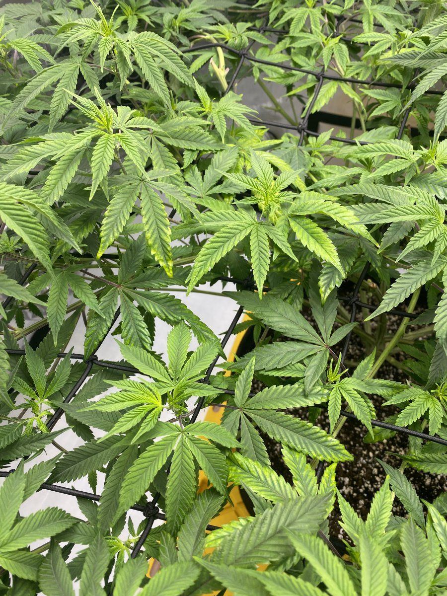 Help identifying nute issue please 4