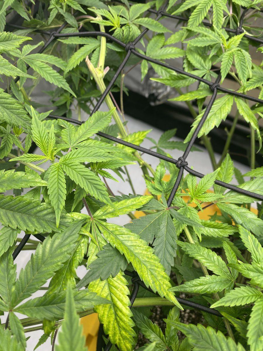 Help identifying nute issue please 5