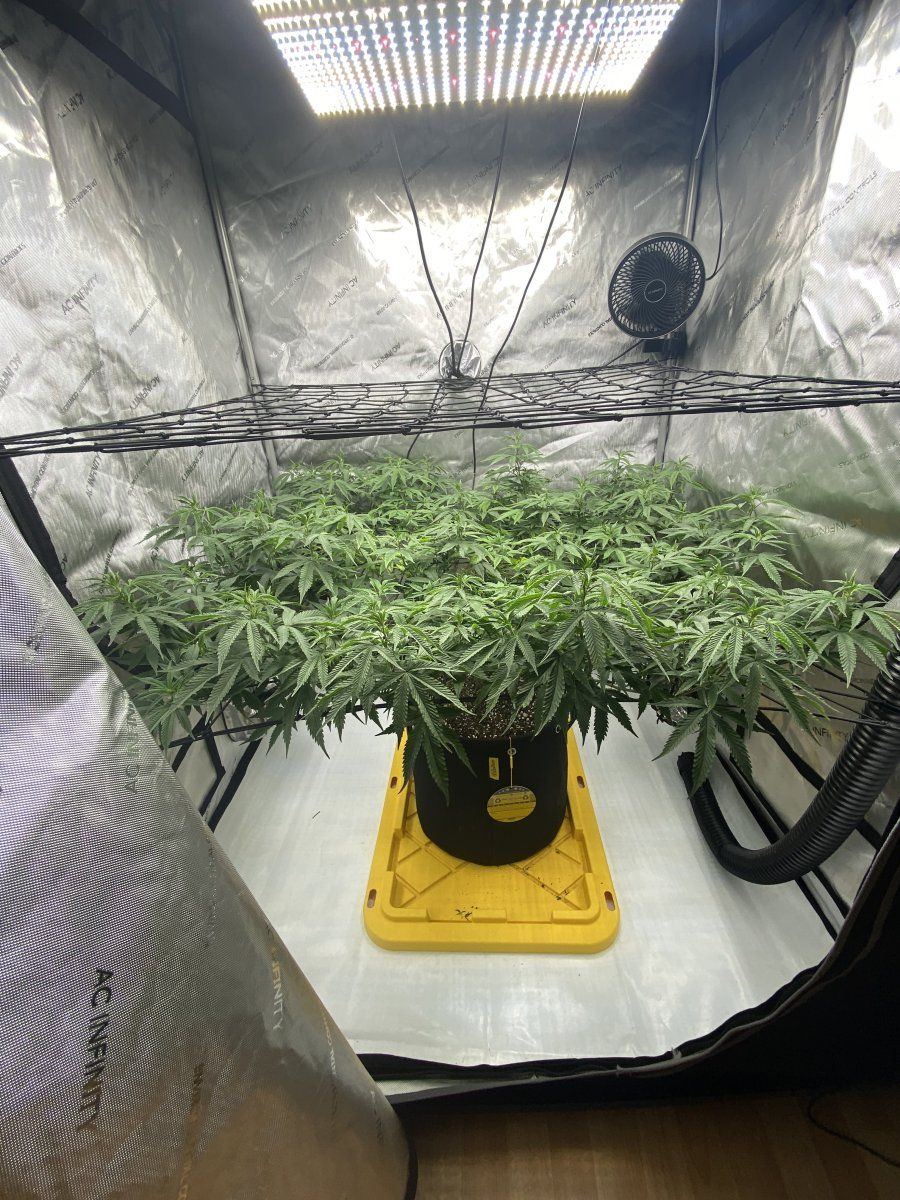 Help identifying nute issue please 6