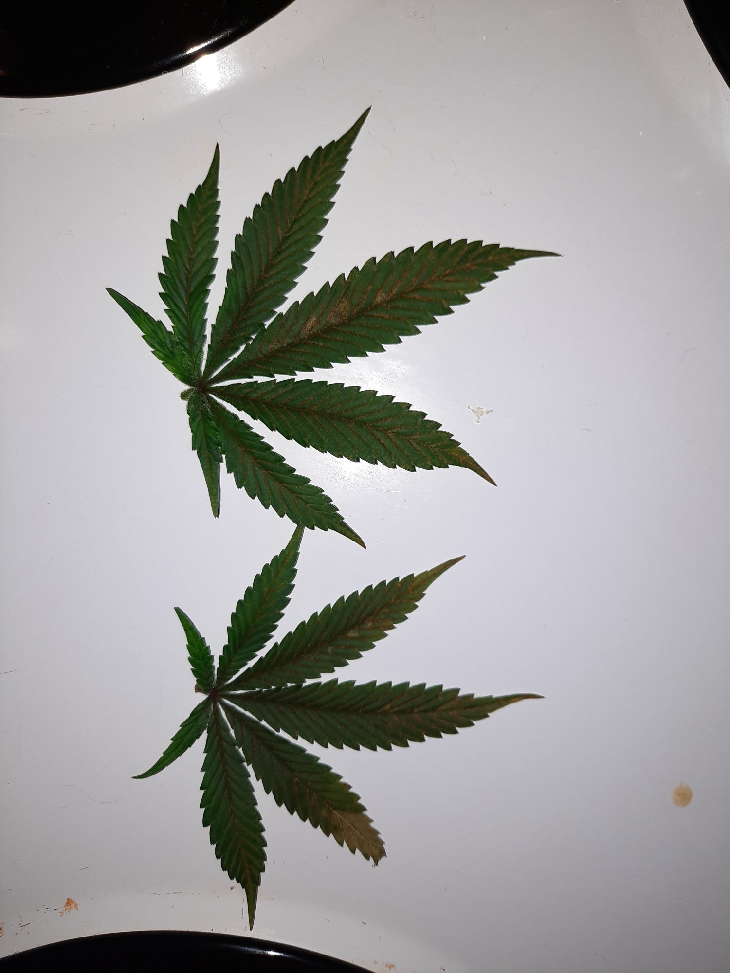 Help  identifying these yellow spots 3