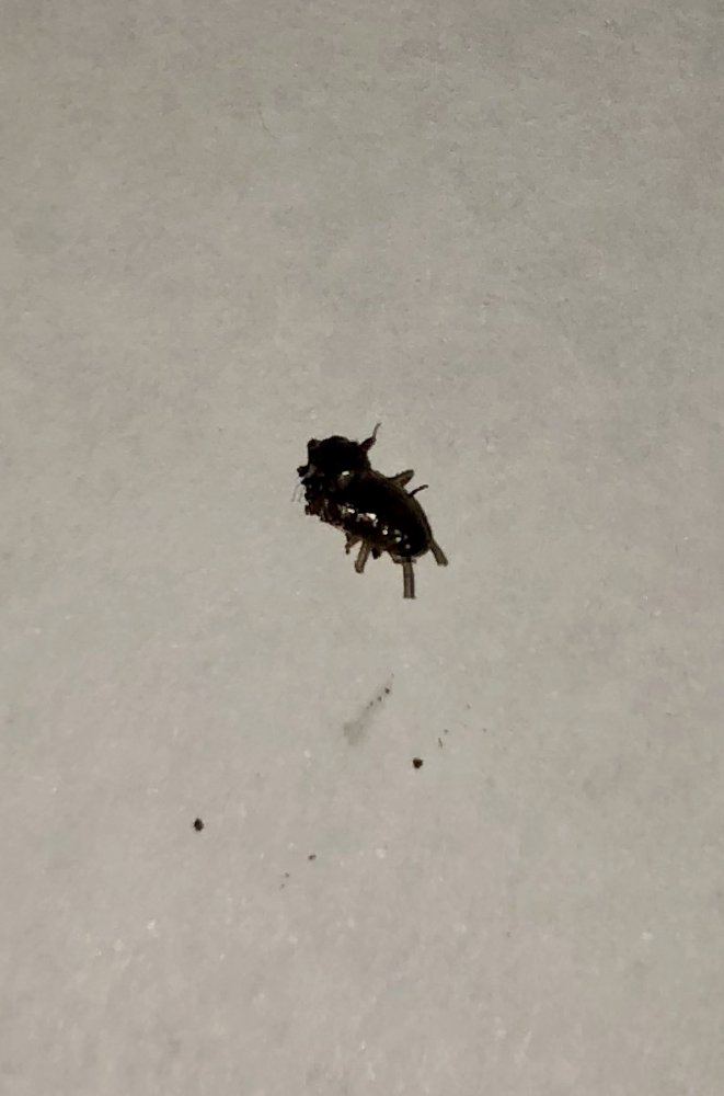 Help identifying this bug pls 2