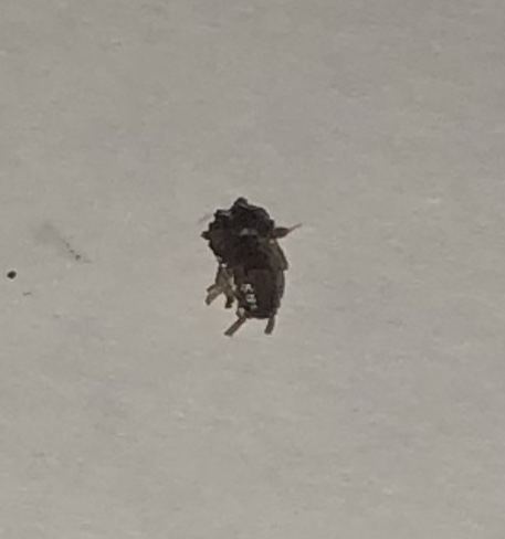 Help identifying this bug pls